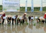 Tingkatkan Produktivitas Pertanian, PT Pupuk Sriwidjaja Tanam Perdana Padi Demplot di Persawahan Ulim Mandiri